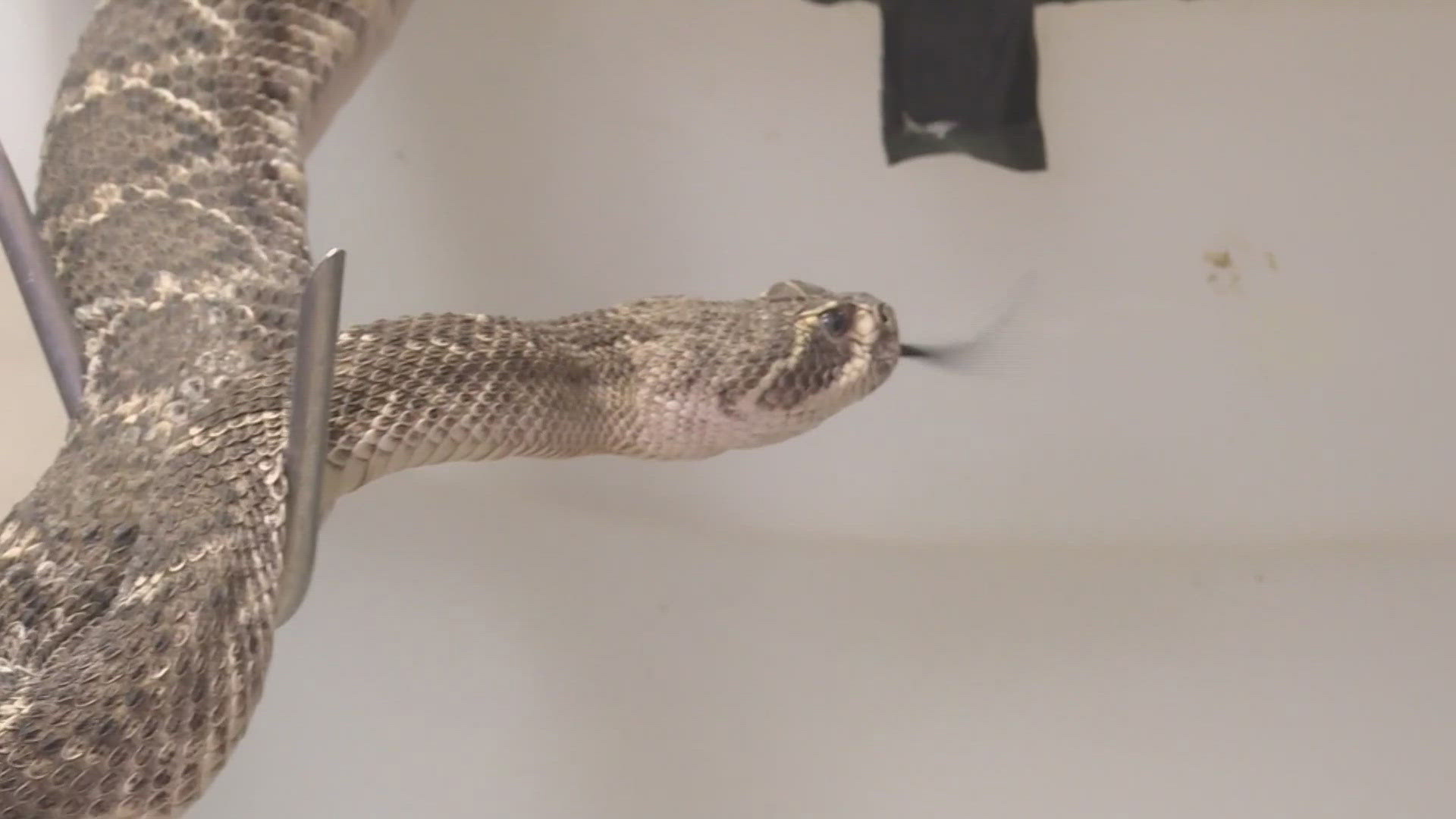 So far this year more than 100 people have been bitten by rattlesnakes in Arizona.