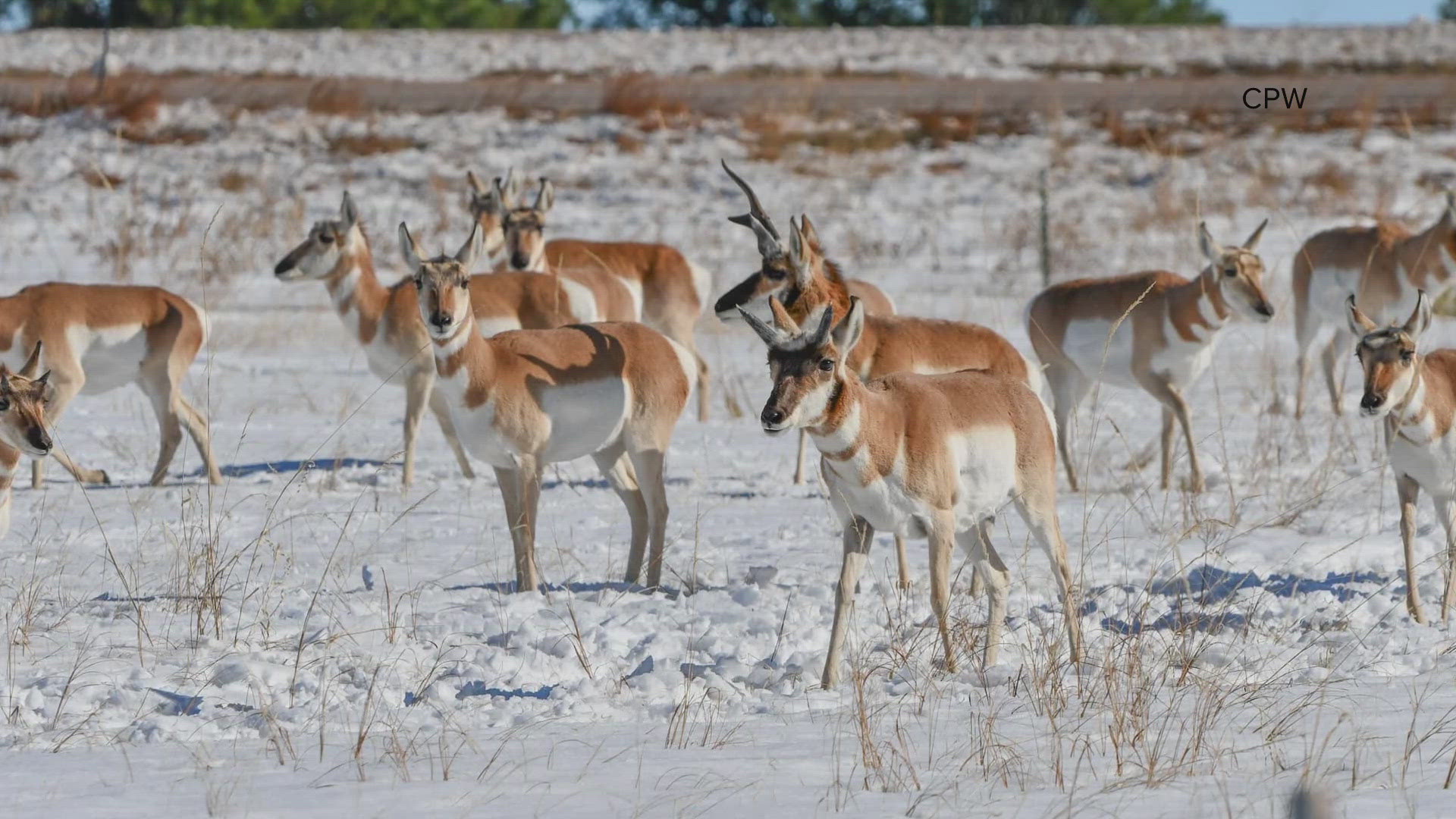 Colorado Parks and Wildlife is urging motorists to slow down and keep an eye out for pronghorns sheltering on the roads until the snow melts.