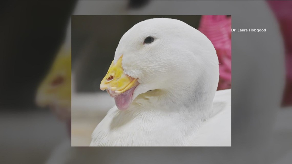 Texas students save duck with 3D-printed bill - Vimarsana News
