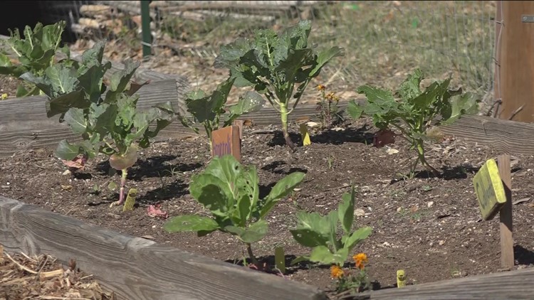 Food forests throughout Central Texas helping increase sustainability, decrease food insecurity