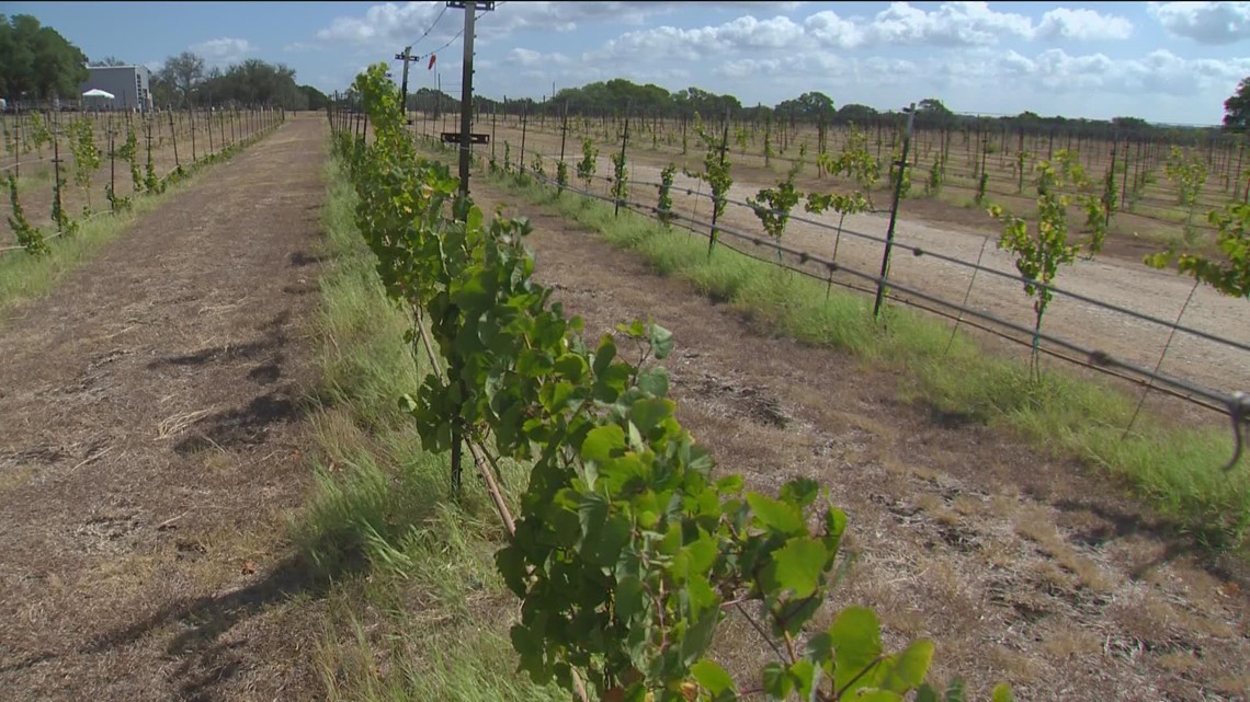 Worsening texas drought taking a toll on wineries kiiitv