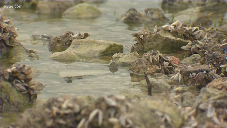 Central Texas lake is 'fully infested' with zebra mussels, TPWD says