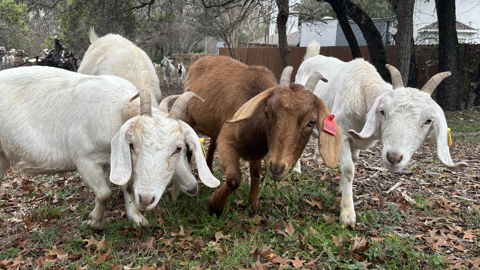 Goats help reduce wildfire risk along Chaparral Hiking Trail in Steiner ...