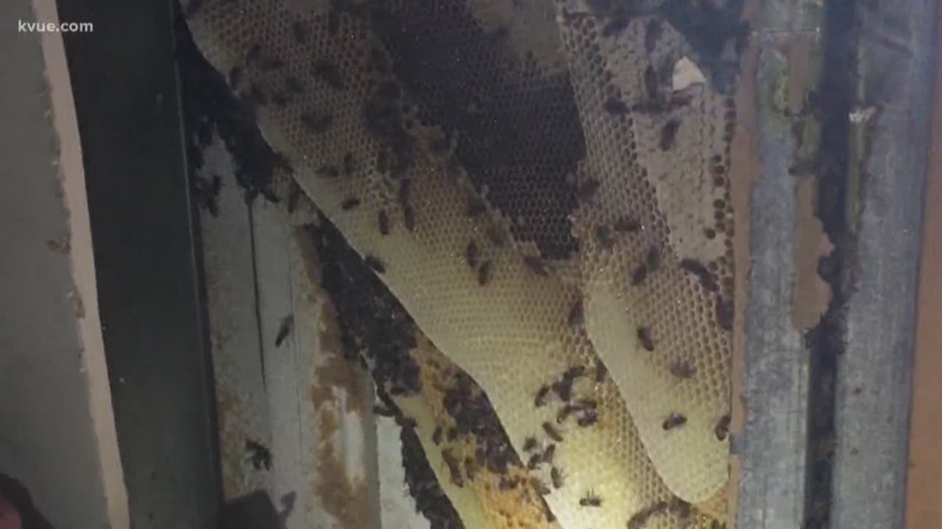 An Austin woman is recovering after a swarm of bees attacked her outside her home.