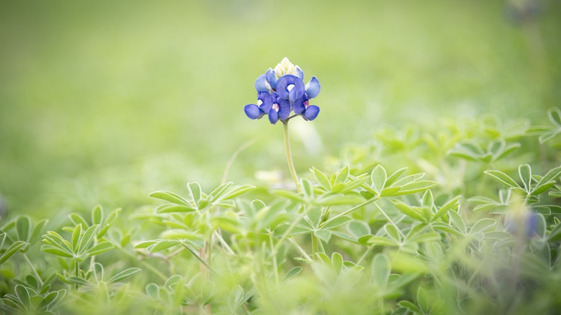 Texas Bluebonnets What To Expect For Spring 2024 Kiiitv Com   Bbe7f61d 2bf0 45ae 9010 43cb5dada8b4 1140x641 