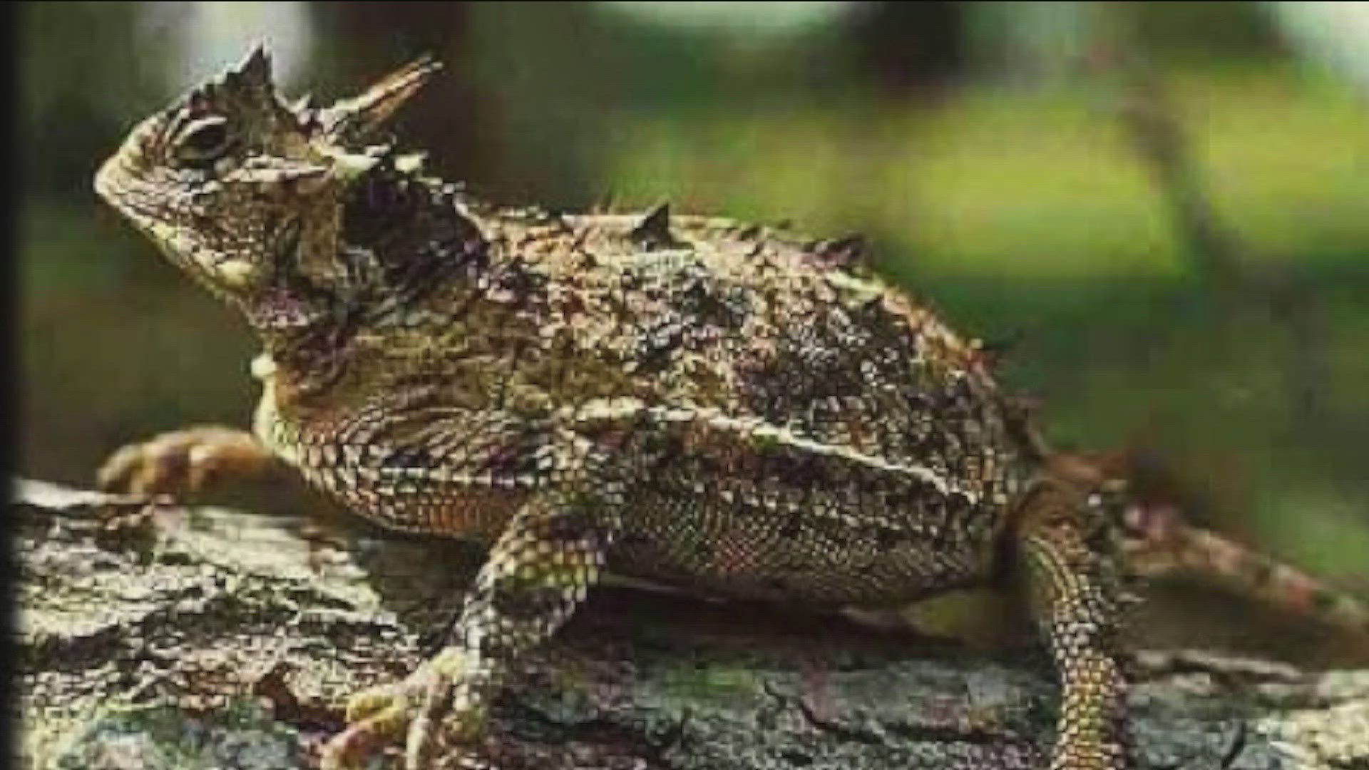 A Texas legend has it that horned lizards can live 100 years without food or water, though scientists disagree.