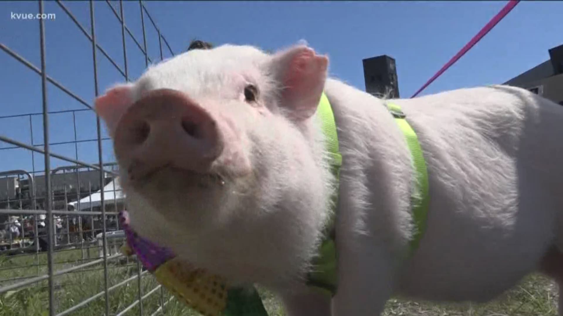 Central Texas Pig Rescue hopes the event will help educate the public about the animals.
