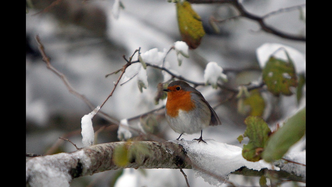 This bird is too 'sexy' for Facebook | kiiitv.com