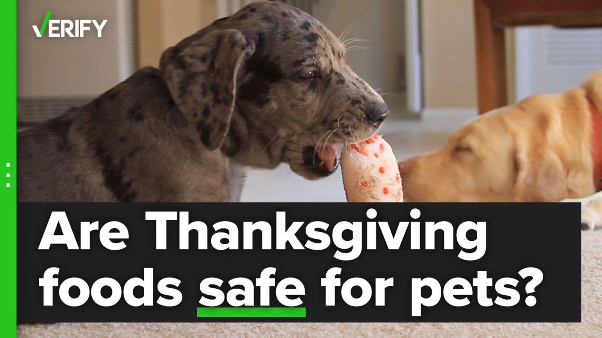 Did you know that many popular Thanksgiving foods are not safe for pets? The VERIFY team looks into what foods are and aren’t safe for your pets to eat this holiday.