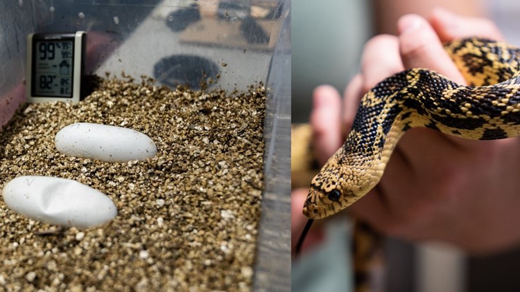 How to watch a live snake clutch hatching online from the Memphis Zoo