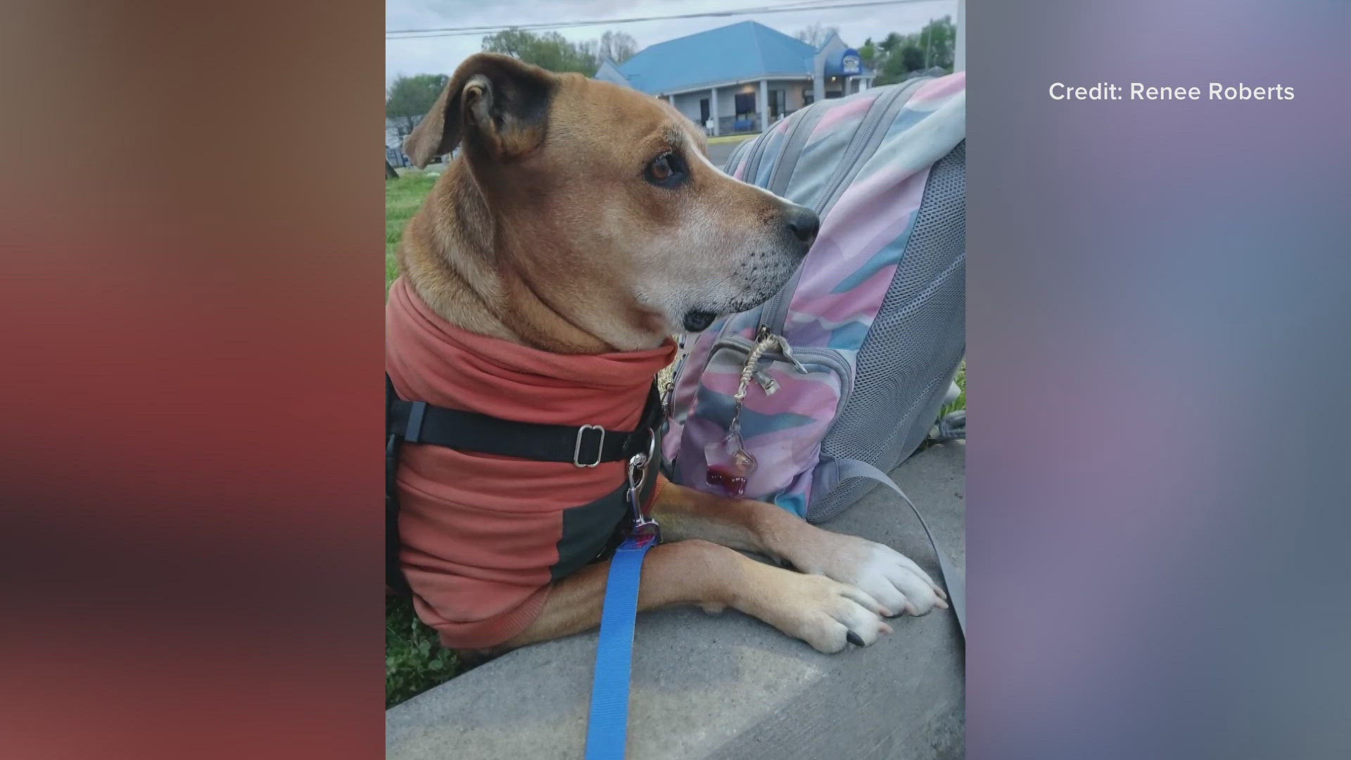 Woman devastated after beloved dog electrocuted outside Knoxville