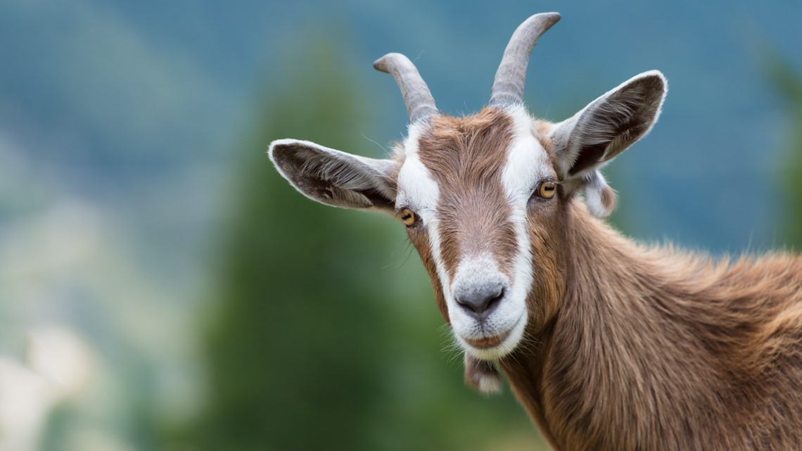 Police search for someone yelling, find goat instead - Vimarsana News