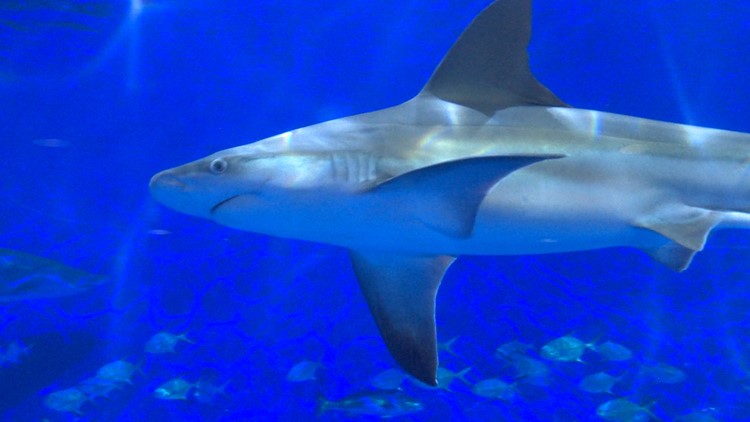 You can track two large sharks swimming near Corpus Christi