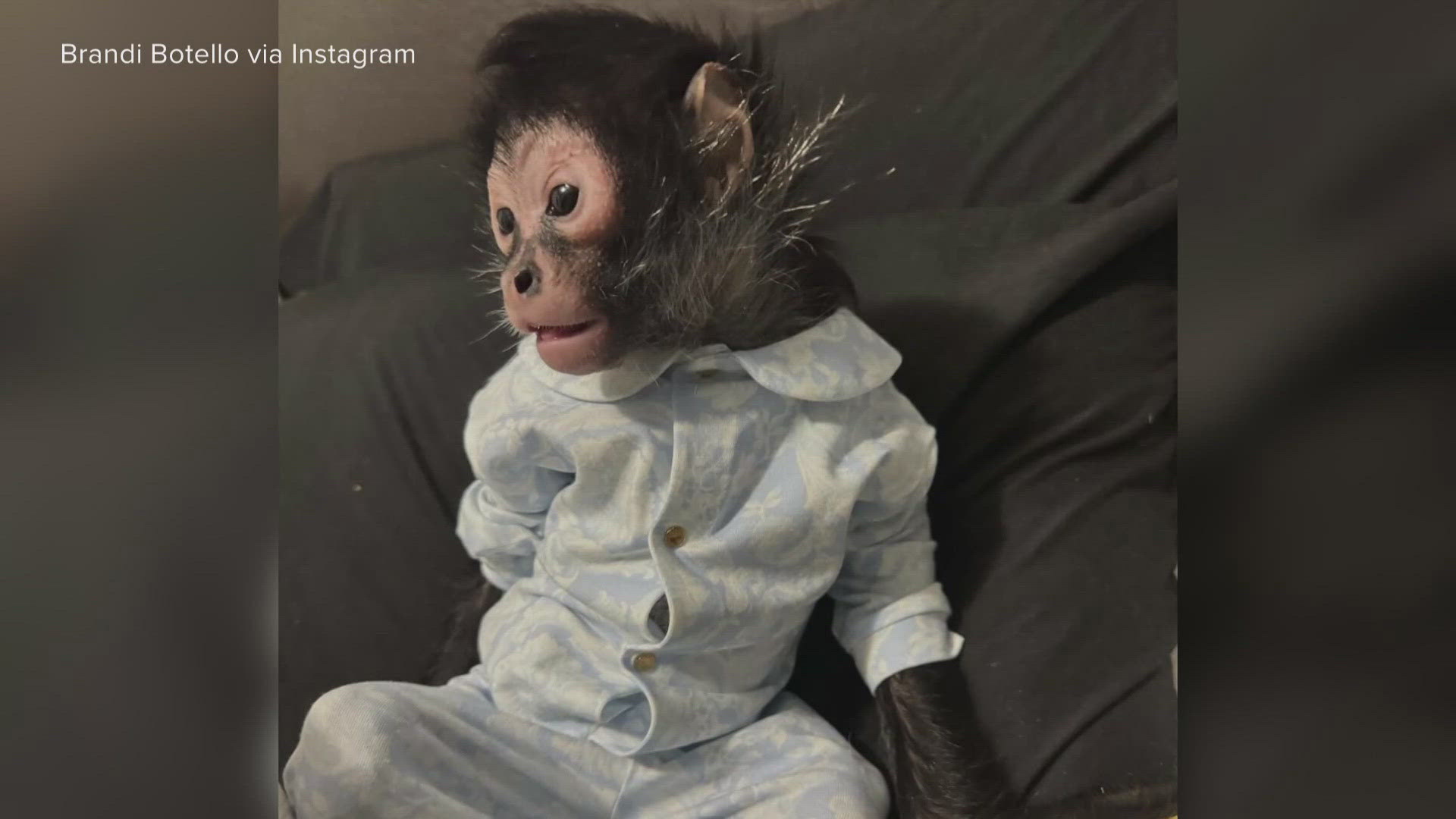 The nearly-3-year-old spider monkey was confiscated by police after a car crash in Dallas and is now at a wildlife sanctuary, officials say.