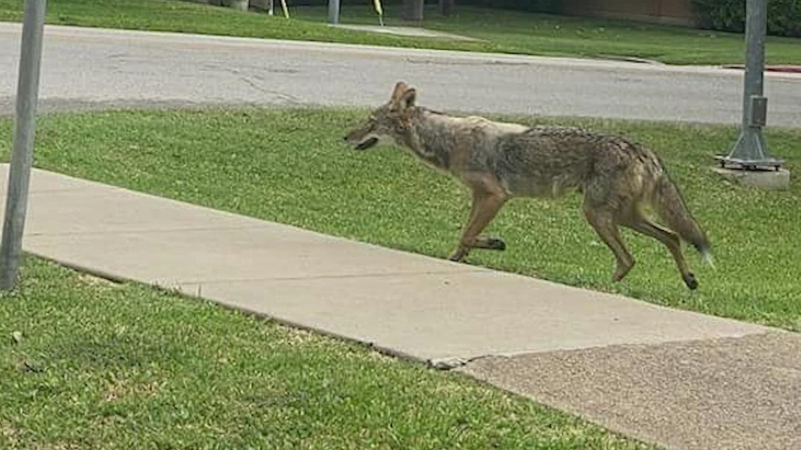 Child attacked by coyote in Dallas, police say