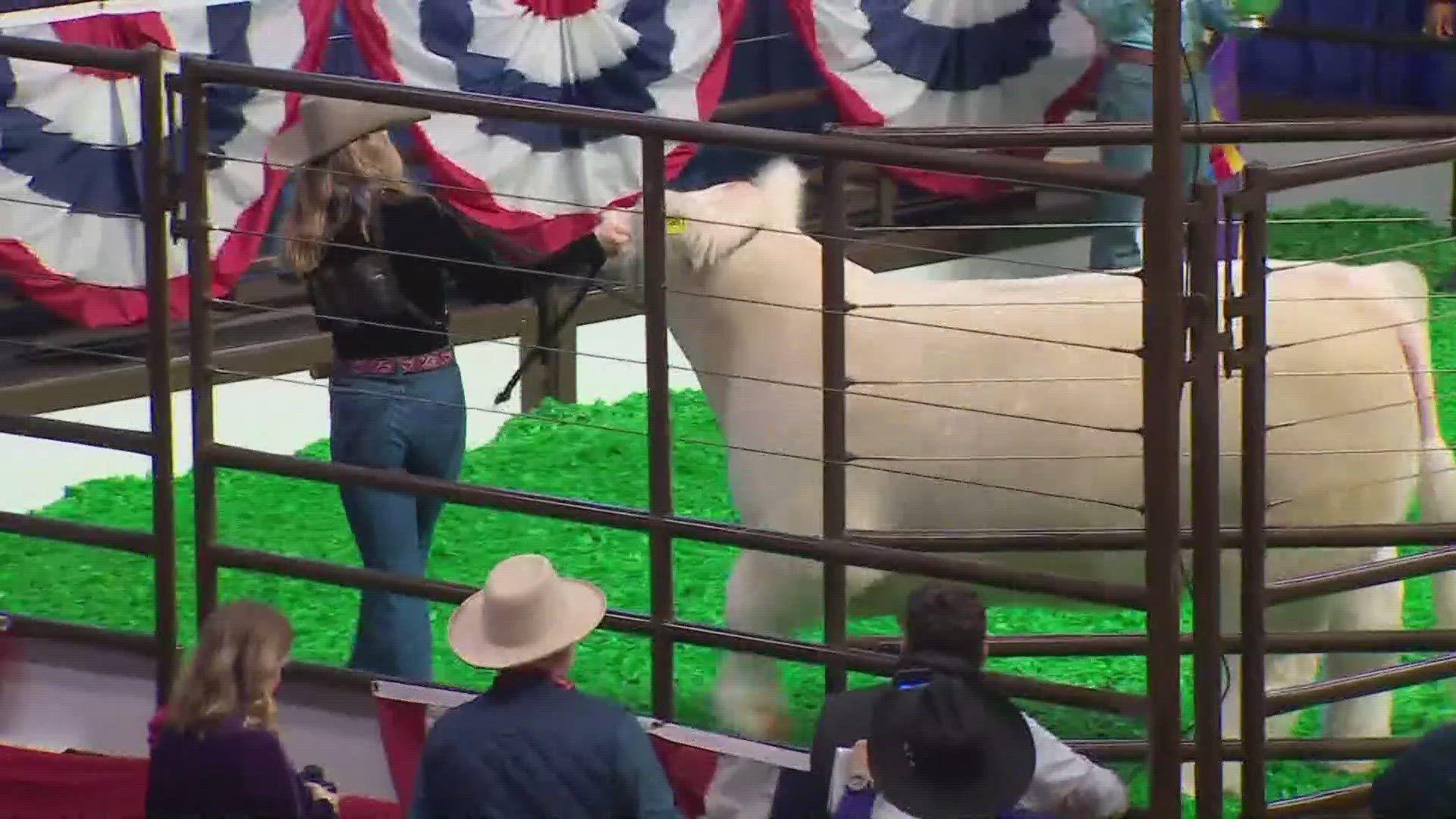 Leadfoot, the 2024 grand champion steer, was raised by 17-year-old Elli Bezner from Dallam Co. 4-H.