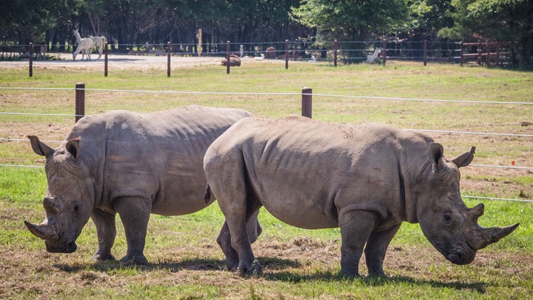 You can see white rhinos – and other safari animals – at this zoofari park just outside of Dallas!