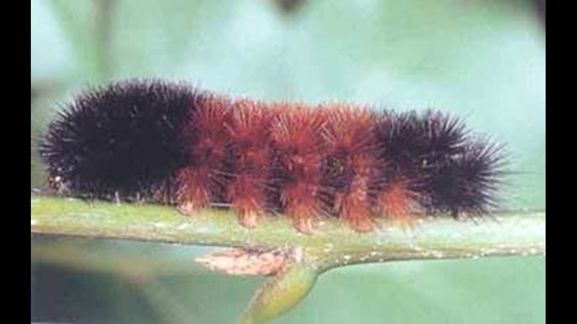 download white woolly worm
