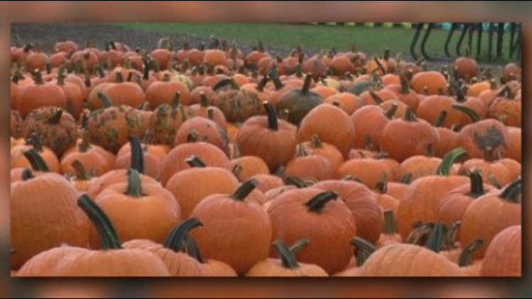 Pumpkin shortage could impact Halloween