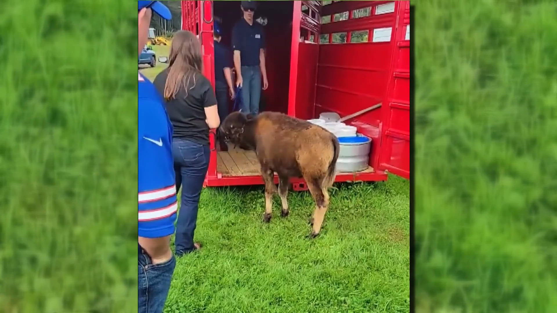 Bills’ baby bison attraction draws praise from fans, criticism from ...