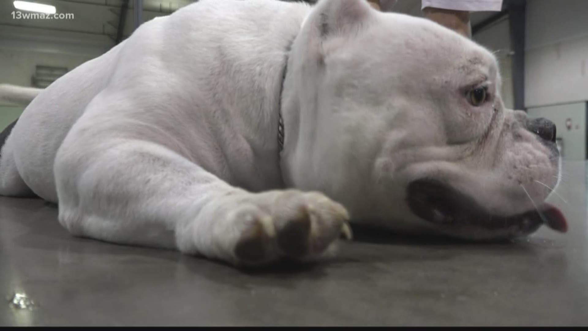 American Bully Pit Bull Dog Owners Hope To Conquer Aggressive Stereotype Kiiitv Com