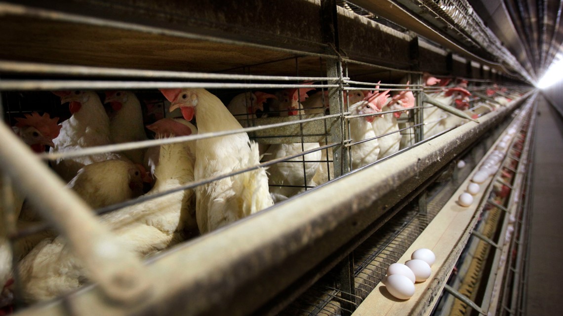 U.S. egg producers conspired to fix prices from 2004 to 2008, a federal jury ruled - Vimarsana News
