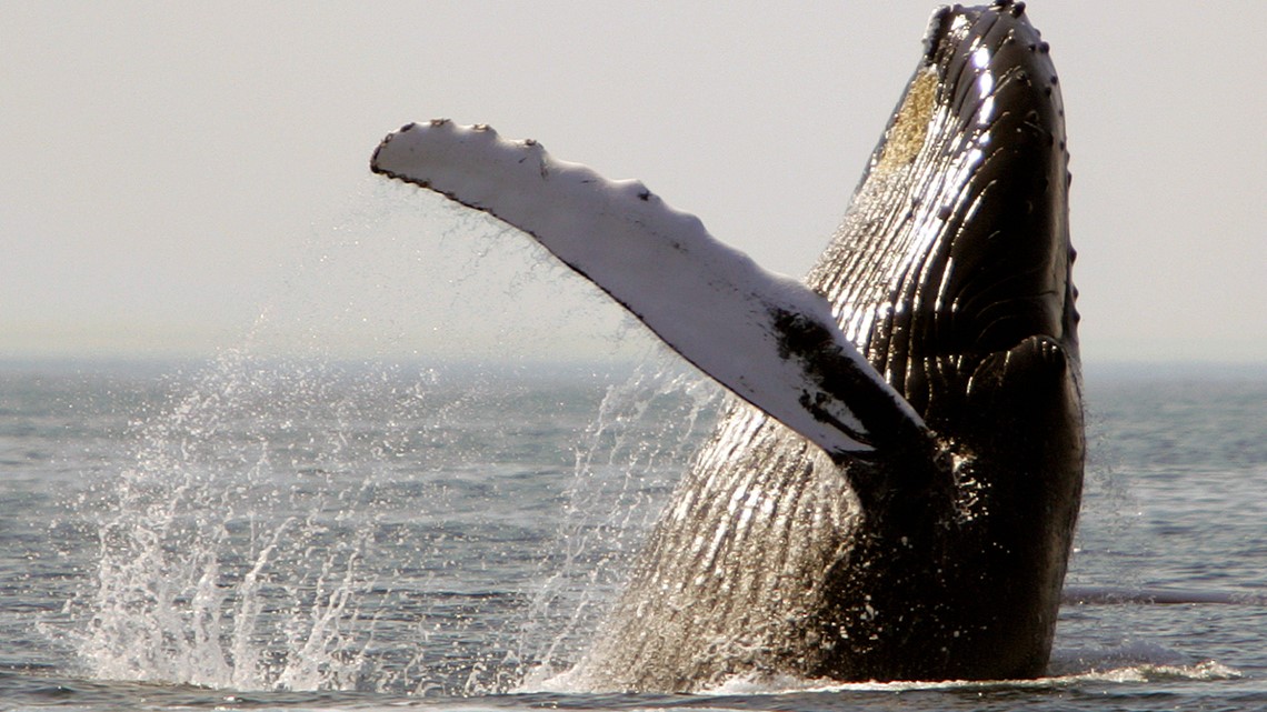 Whales, dolphins in U.S. waters losing food, habitat: Study - Vimarsana News