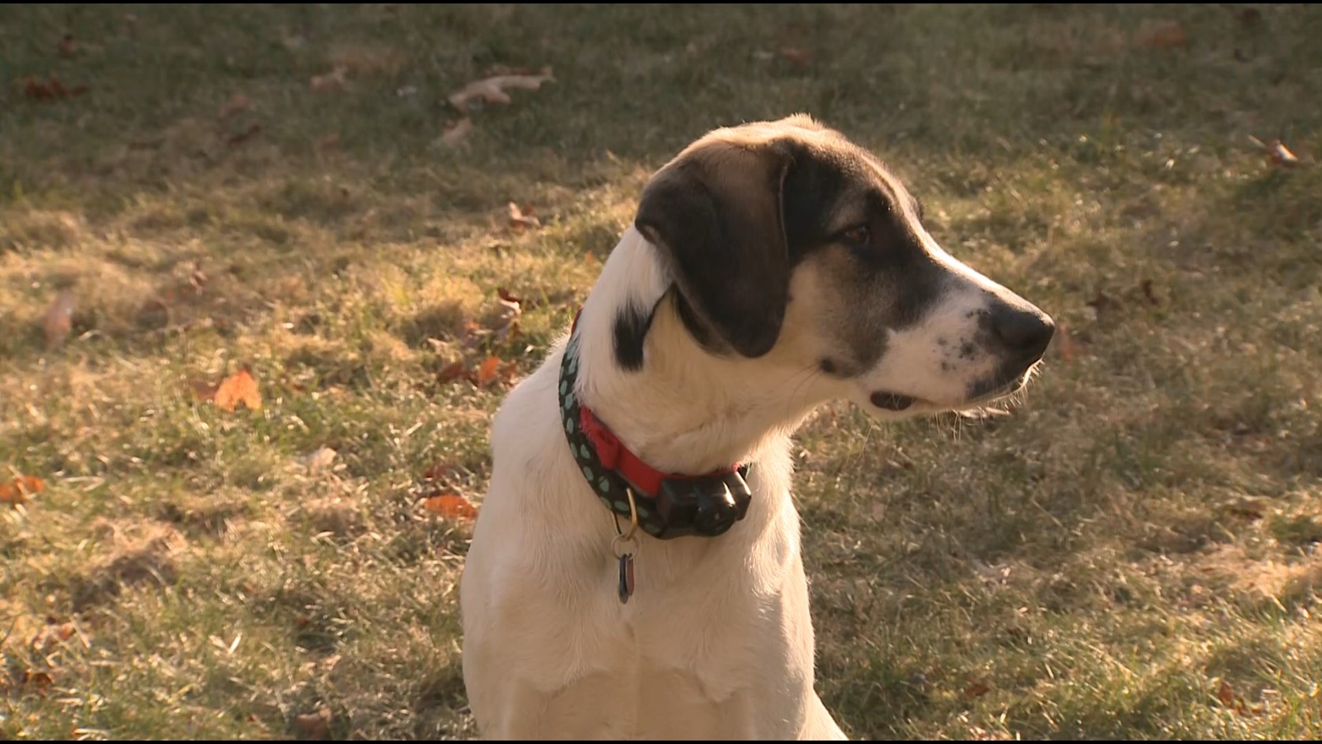 Moose was a rescue dog in an East Hartford facility and will be featured in the Puppy Bowl on Animal Planet airing Super Bowl Sunday.