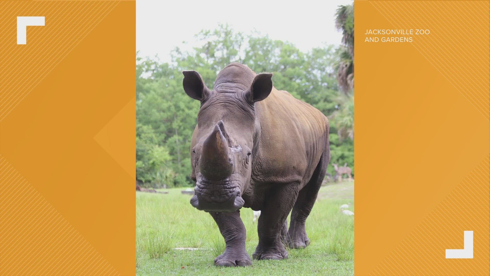 Jacksonville Zoo Rhino oldest in human care in the world | kiiitv.com