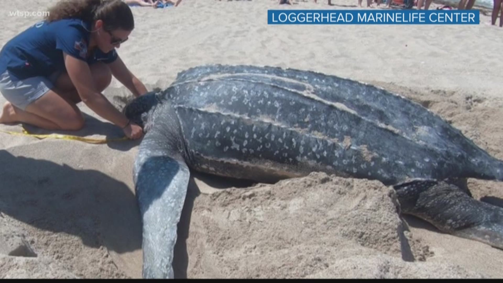 What sea turtles can you find in Texas? | kiiitv.com