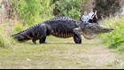 Massive gator spotted in Polk County