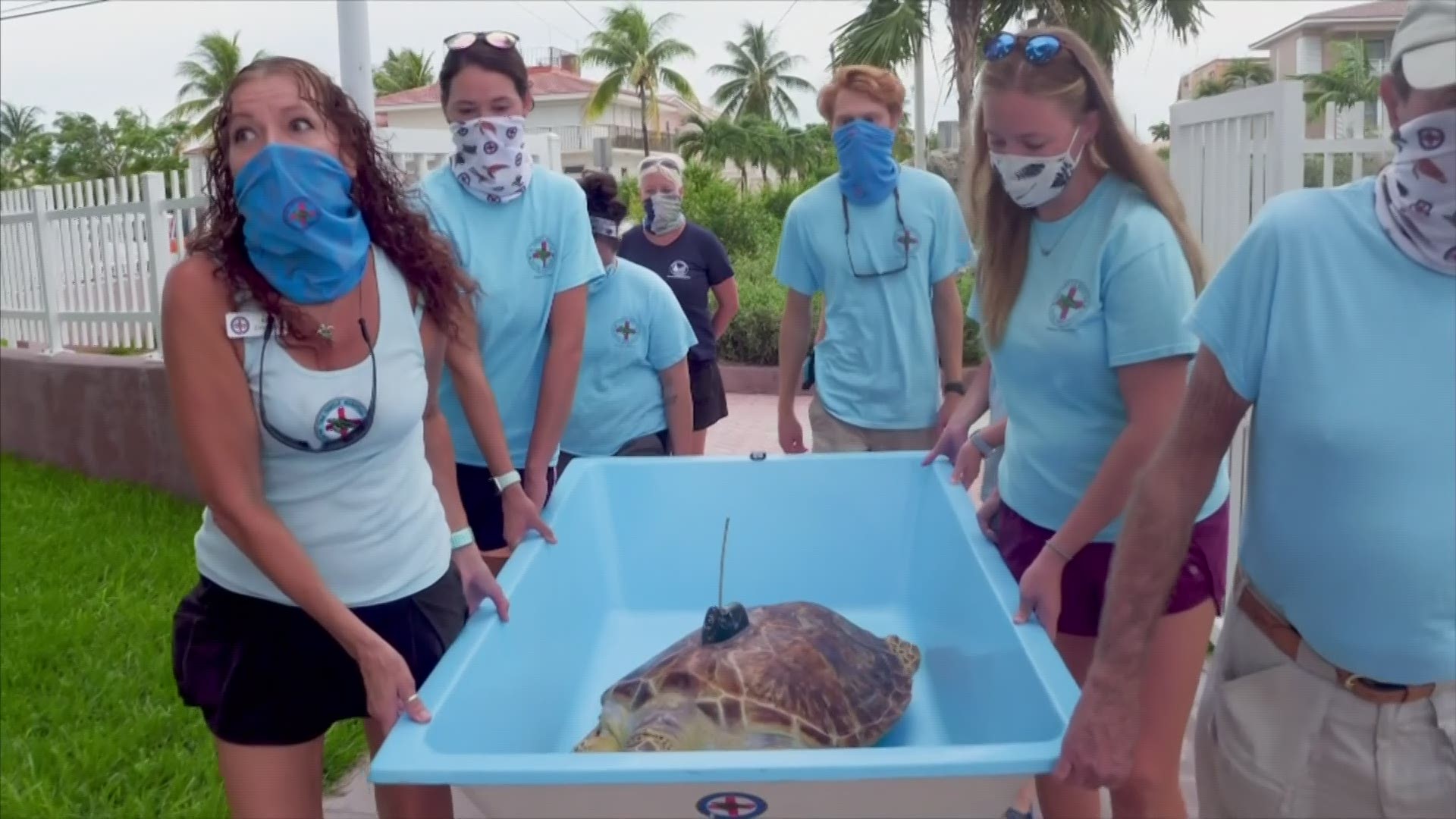 'Maisy,' a rare hybrid hawksbill-green sea turtle was released from a Florida Keys beach Friday.