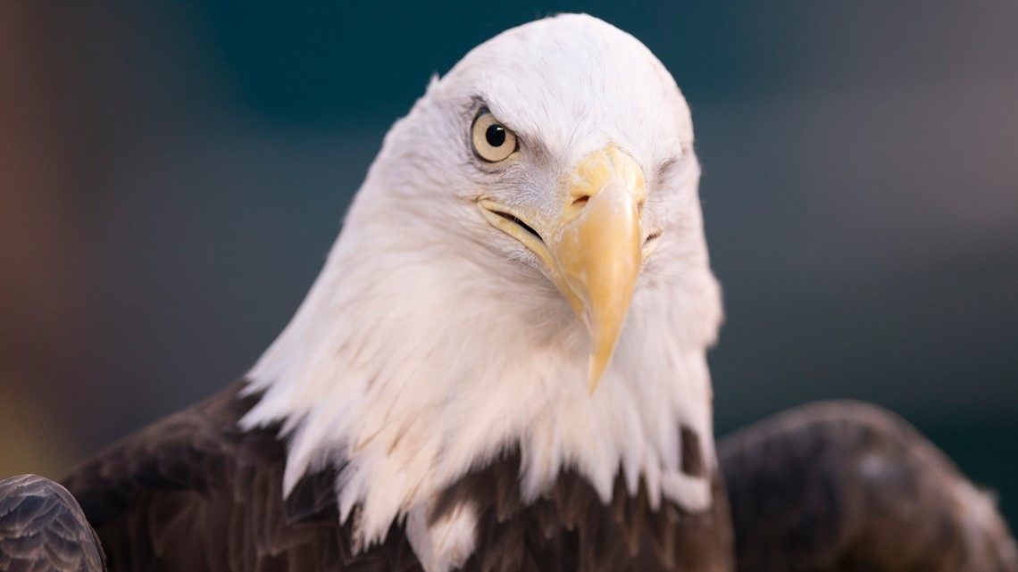 Farmer pleads guilty to killing bald eagle | kiiitv.com