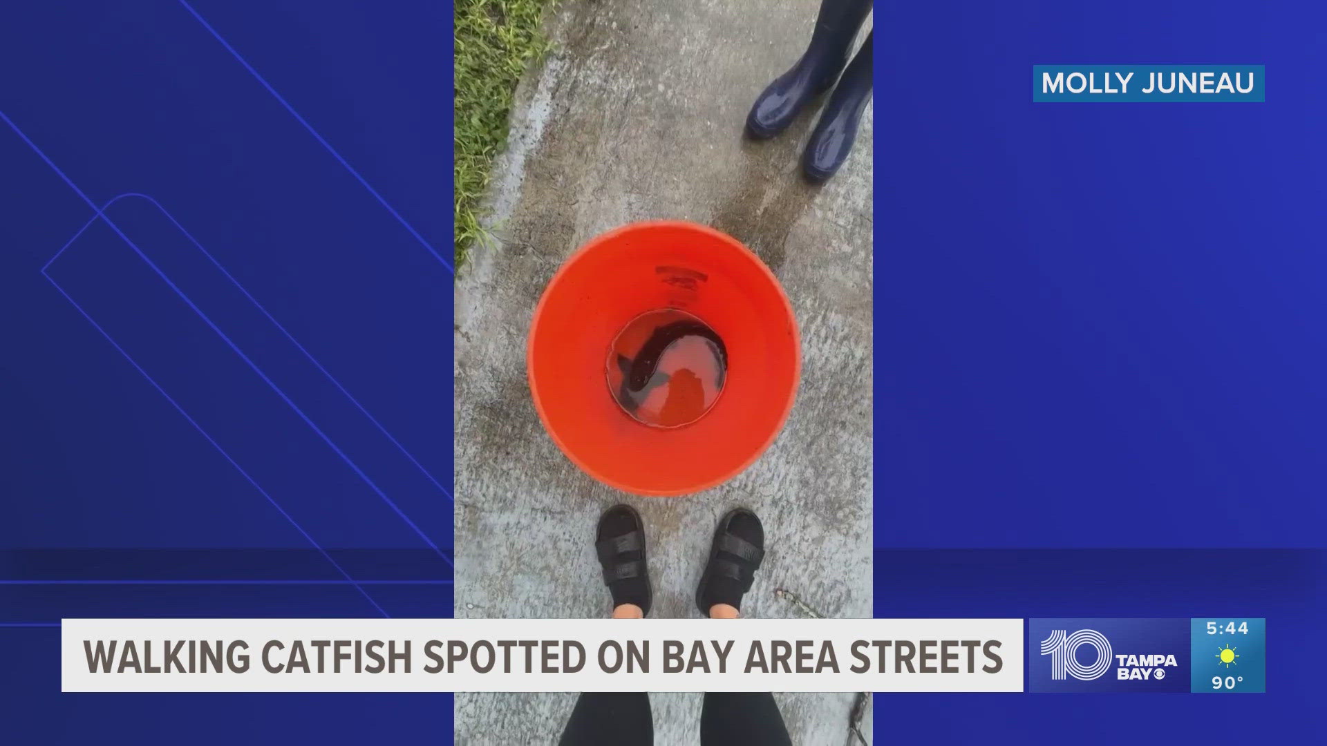 One St. Petersburg man captured video of at least 2 walking catfish in his driveway as Hurricane Debby brought flash flooding to the area.