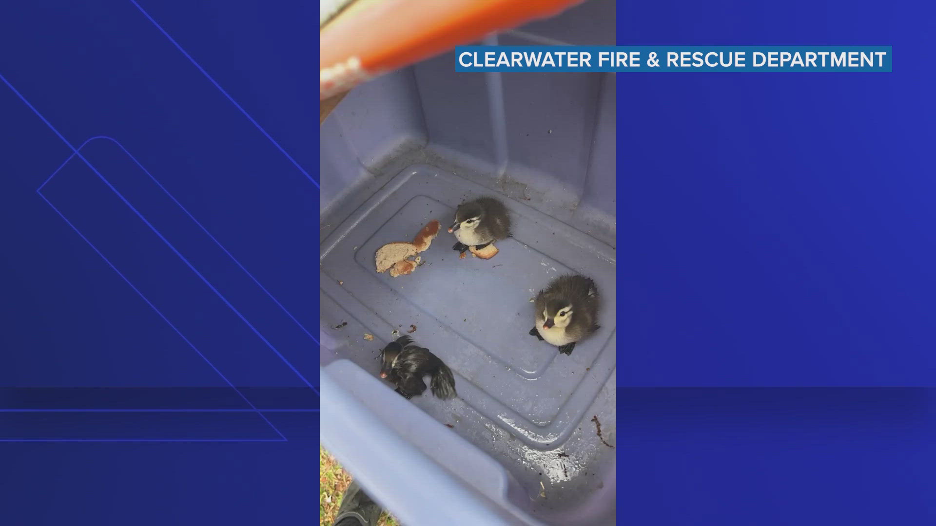 VIDEO: Crews in Florida rescue baby ducks from storm drain | kiiitv.com