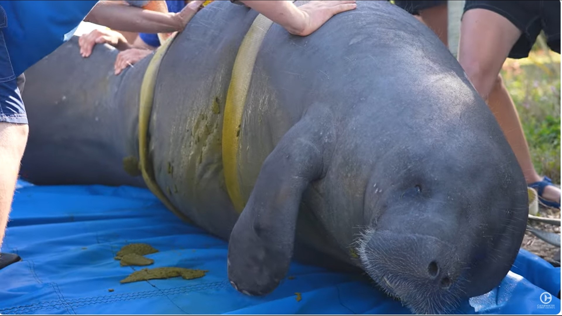 Manatee Released Into St. John's River | Kiiitv.com