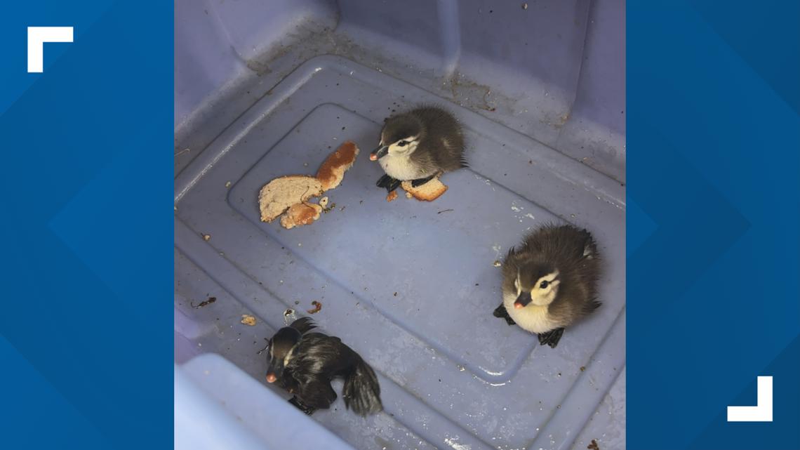 VIDEO: Crews in Florida rescue baby ducks from storm drain | kiiitv.com