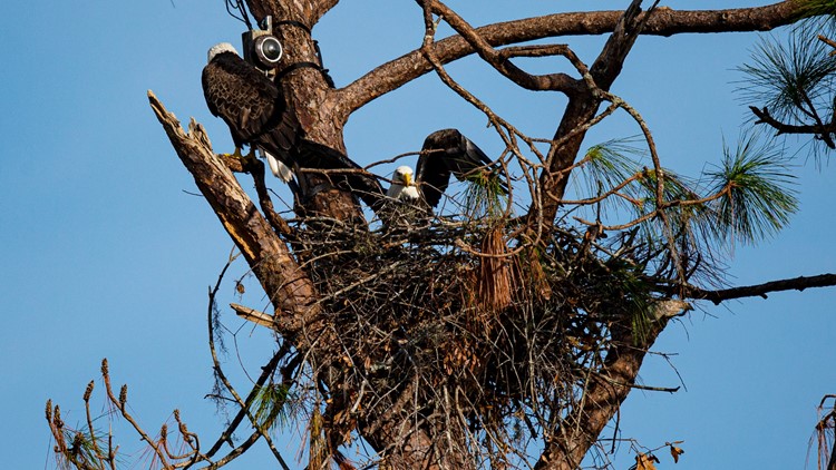 Beloved Florida eagle pair rebuilds nest wiped out by Hurricane Ian