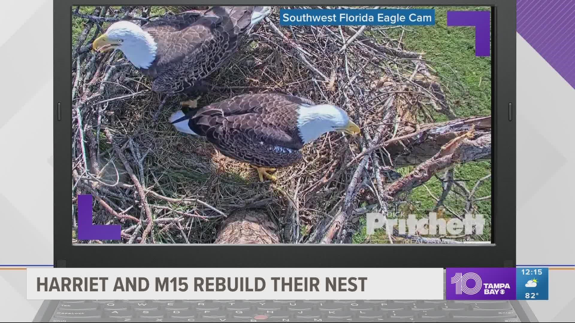 Harriet and M15 are putting back the pieces of their nest stick-by-stick.
