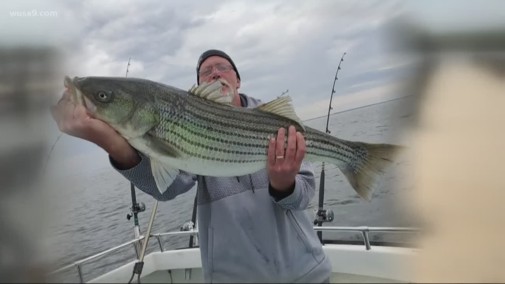 Maryland rockfish threatened by extreme heat