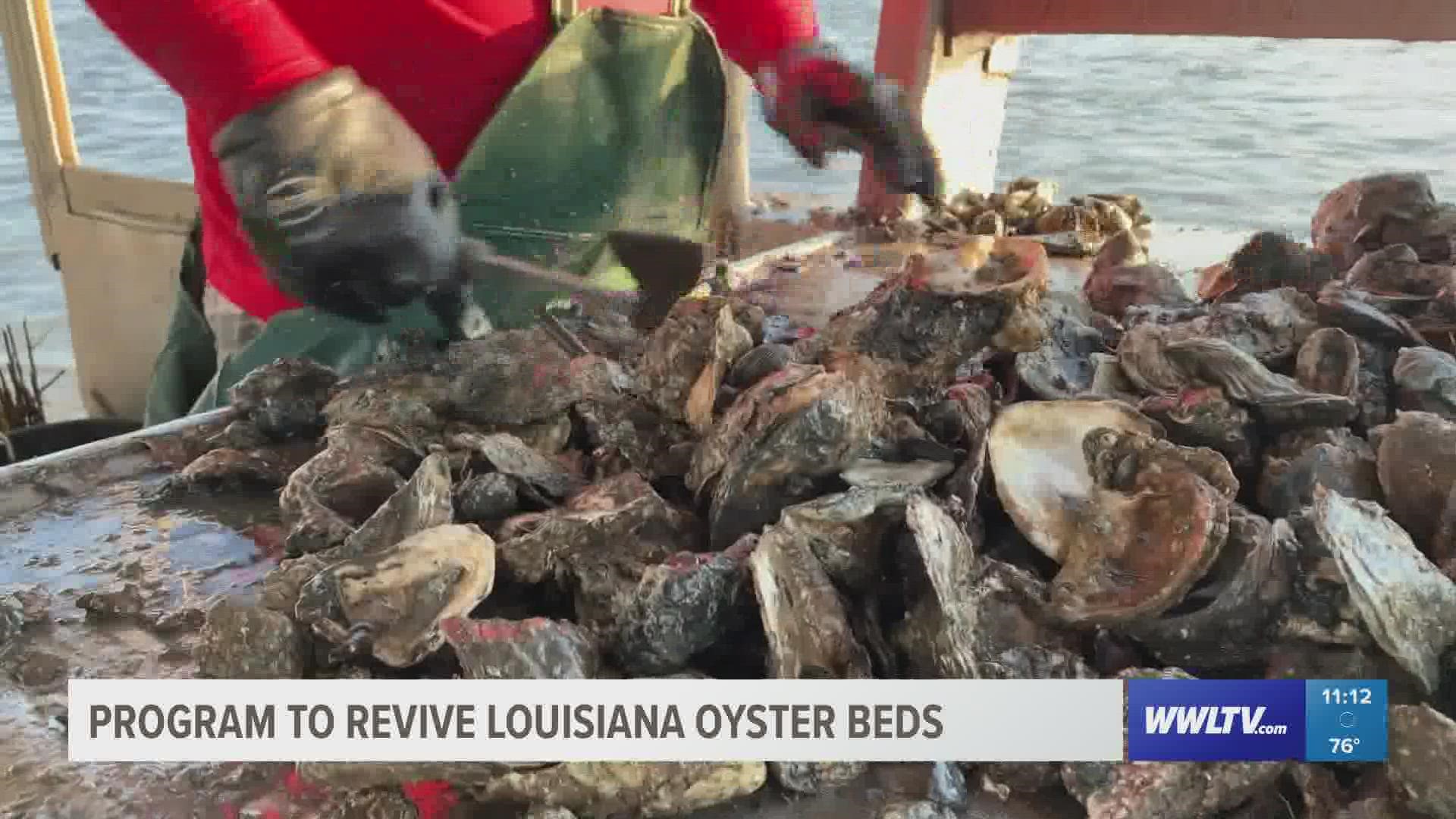 Hurricane Ida the latest blow to Louisiana's oyster industry